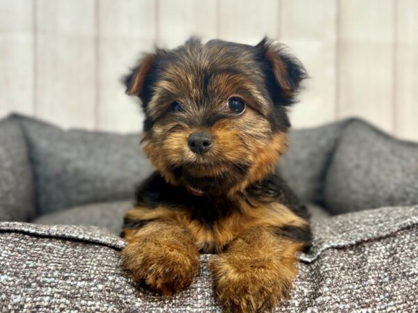 [#29301] Black and Tan Female Yorkshire Terrier Puppies For Sale