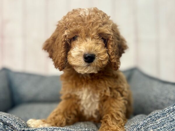 [#29333] Brown Male F1B Cockapoo Puppies For Sale