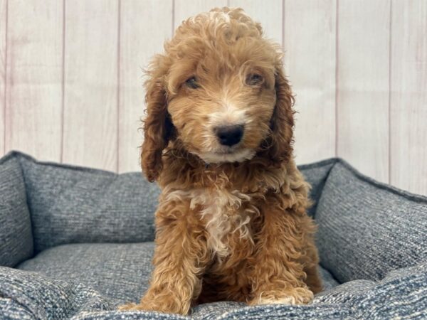 [#29334] Brown Male F1B Cockapoo Puppies For Sale