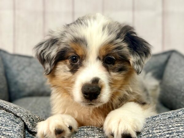 [#29329] Blue Merle Male Miniature Australian Shepherd Puppies For Sale