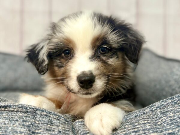 [#29331] Blue Merle Female Miniature Australian Shepherd Puppies For Sale