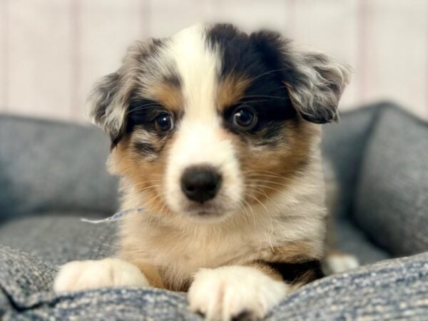 [#29330] Blue Merle Male Miniature Australian Shepherd Puppies For Sale