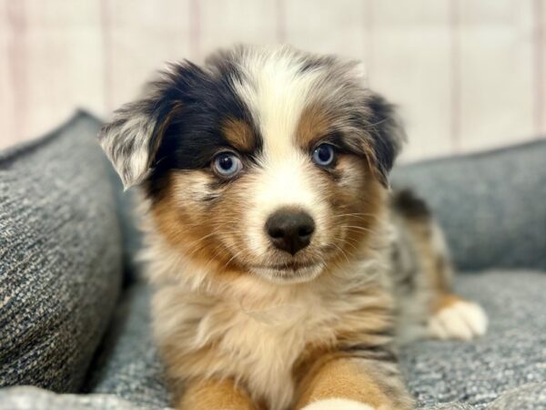 [#29332] Blue Merle Female Miniature Australian Shepherd Puppies For Sale
