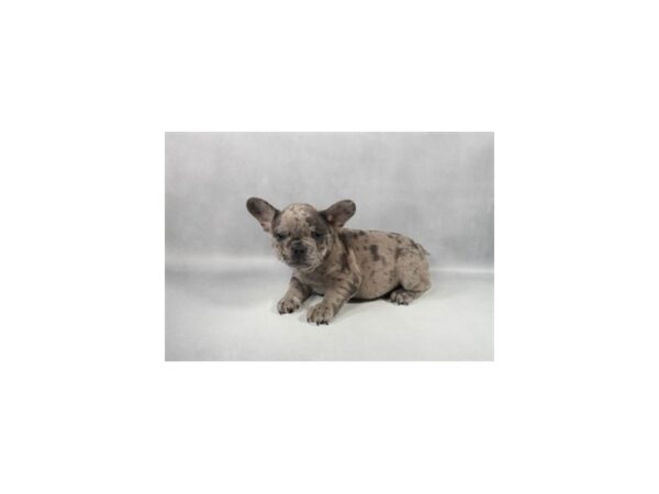 [#29335] Blue Merle Male French Bulldog Puppies For Sale