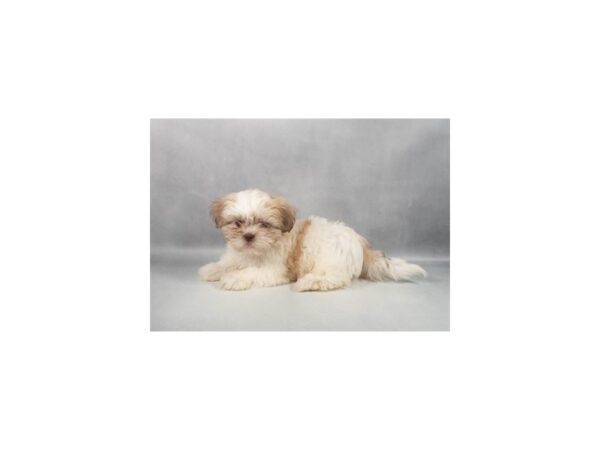 [#29336] Liver and White Female Bichon Frise/Shih Tzu Puppies For Sale