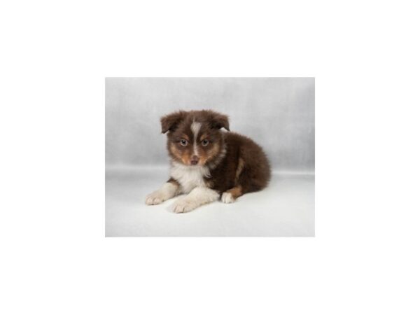 [#29337] Red and Tan Male Toy Australian Shepherd Puppies For Sale