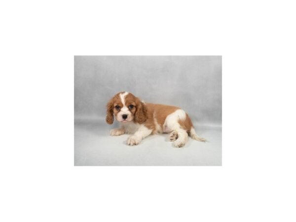 [#29338] Blenheim Female Cavalier King Charles Spaniel Puppies For Sale