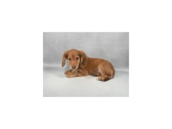 [#29339] Chocolate Male Dachshund Puppies For Sale