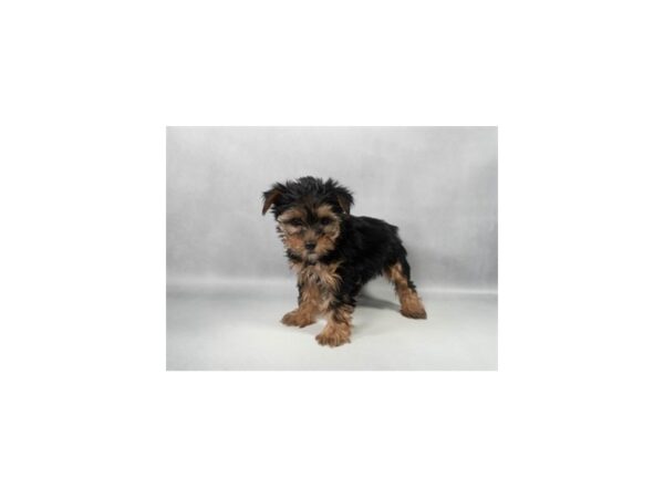 [#29340] Black and Tan Female Yorkshire Terrier Puppies For Sale