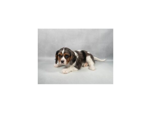 [#29341] Blue Merle Male Cavalier King Charles Spaniel Puppies For Sale