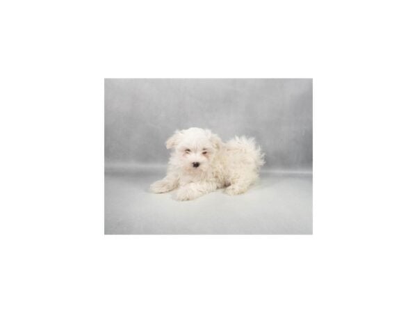 [#29342] White Male Maltese Puppies For Sale