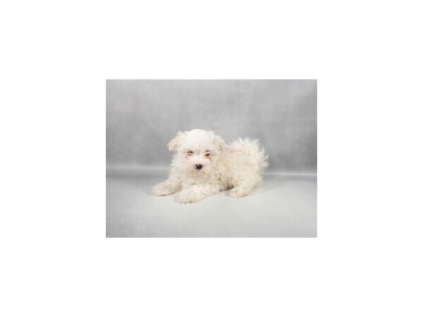 [#90063] White Male Maltese Puppies For Sale