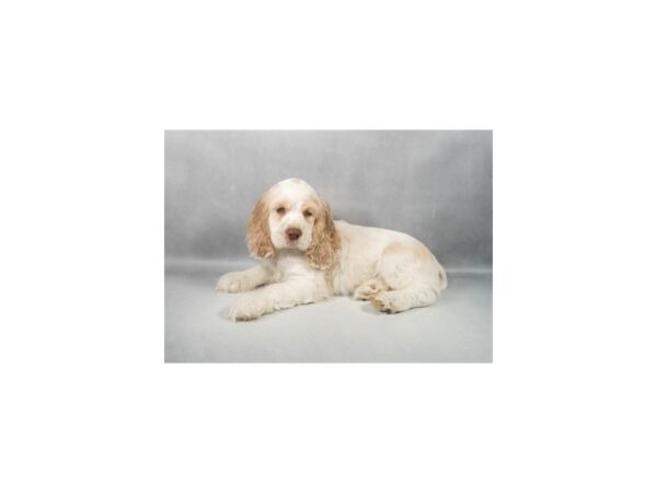 [#29345] Buff and White Male Cocker Spaniel Puppies For Sale