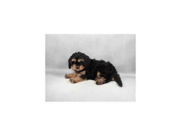 [#29346] Black and Tan Male Cavalier King Charles Spaniel/Poodle Puppies For Sale