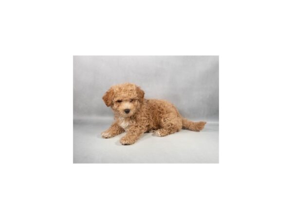 [#29347] Red Male Maltese/Poodle Puppies For Sale