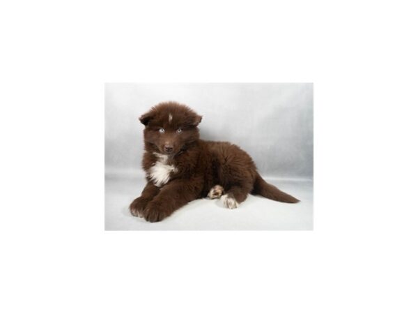 [#29348] Copper and White Male Siberian Husky Puppies For Sale