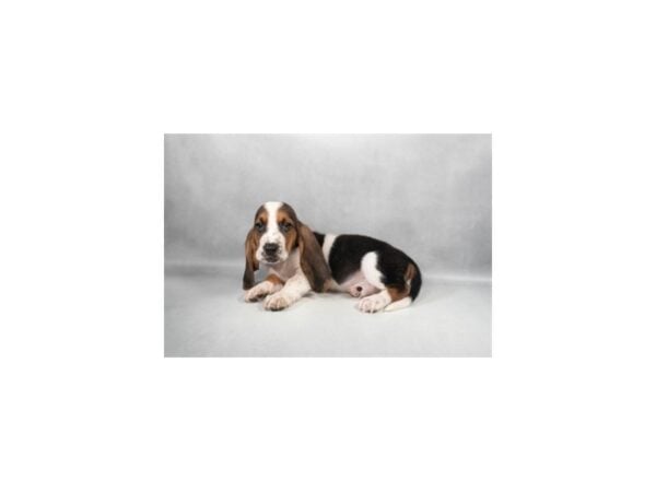 [#29350] Black Tan and White Male Basset Hound Puppies For Sale