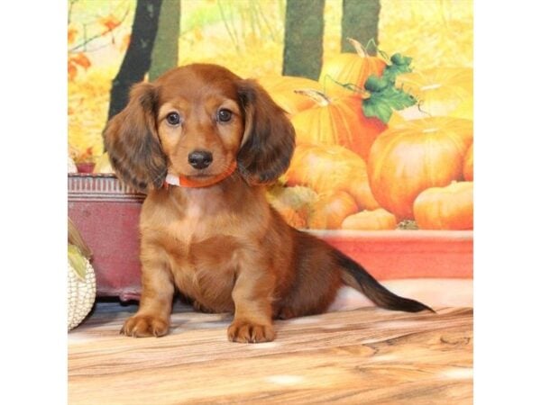 [#29351] Red Sable Female Dachshund Puppies For Sale