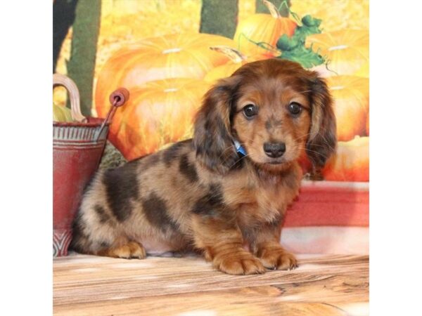 [#29352] Chocolate / Tan Male Dachshund Puppies For Sale