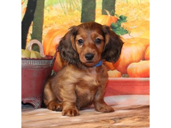 [#29353] Red Sable Male Dachshund Puppies For Sale