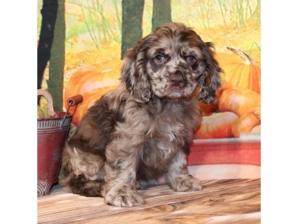 [#29354] Chocolate Roan Male Cocker Spaniel Puppies For Sale