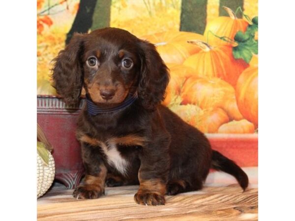 [#29355] Chocolate / Tan Female Dachshund Puppies For Sale