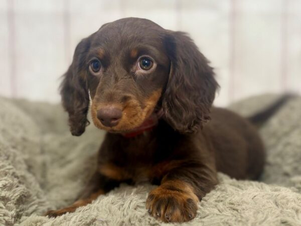[#29355] Chocolate / Tan Female Dachshund Puppies For Sale