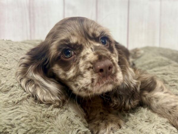 [#29354] Chocolate Roan Male Cocker Spaniel Puppies For Sale
