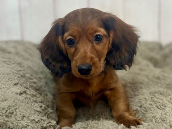 [#29353] Red Sable Male Dachshund Puppies For Sale