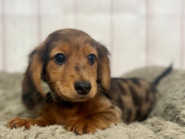 [#29352] Chocolate / Tan Male Dachshund Puppies For Sale