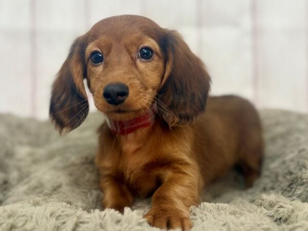 [#29351] Red Sable Female Dachshund Puppies For Sale