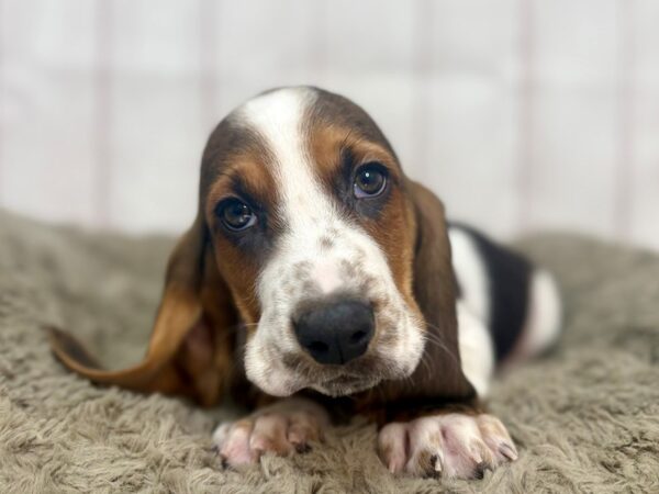 [#29350] Black Tan and White Male Basset Hound Puppies For Sale