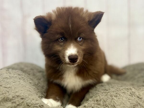 [#29349] Red and White Female Siberian Husky Puppies For Sale