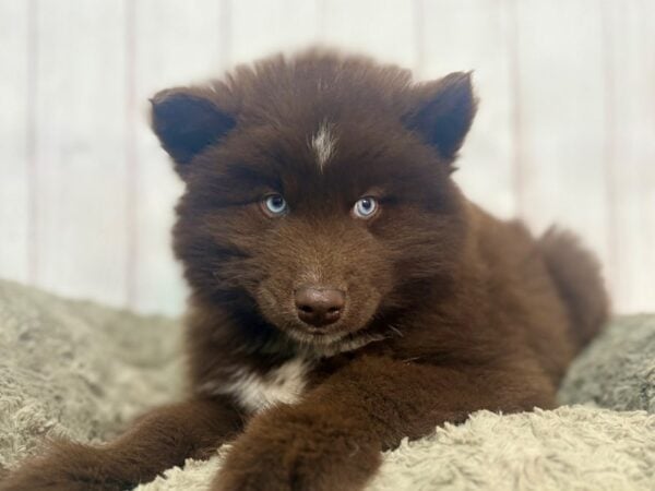 [#29348] Copper and White Male Siberian Husky Puppies For Sale