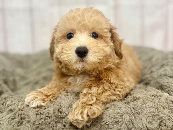 [#29347] Red Male Maltese/Poodle Puppies For Sale