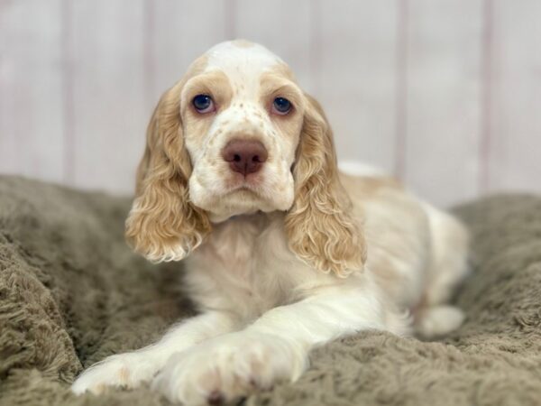 [#29345] Buff and White Male Cocker Spaniel Puppies For Sale