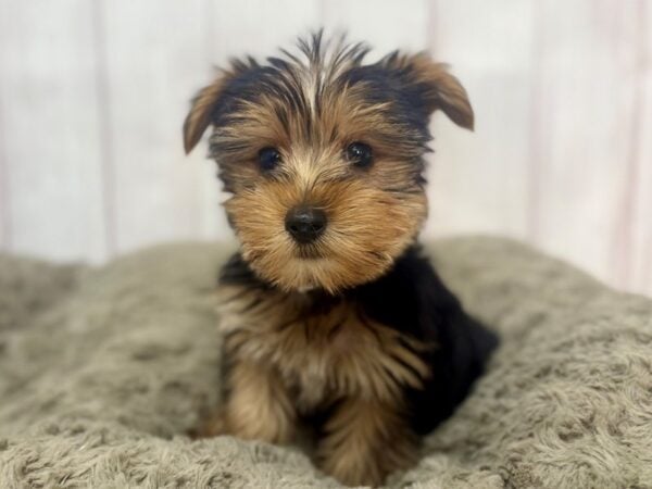 [#29344] Black and Tan Male Yorkshire Terrier Puppies For Sale