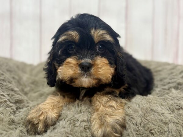 [#29346] Black and Tan Male Cavalier King Charles Spaniel/Poodle Puppies For Sale