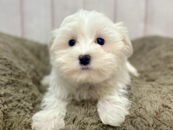 [#29342] White Male Maltese Puppies For Sale