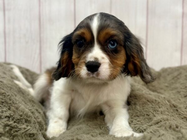 [#29341] Blue Merle Male Cavalier King Charles Spaniel Puppies For Sale