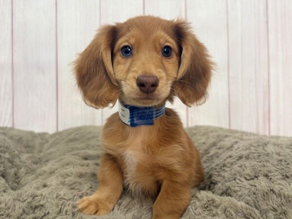 [#29339] Chocolate Male Dachshund Puppies For Sale