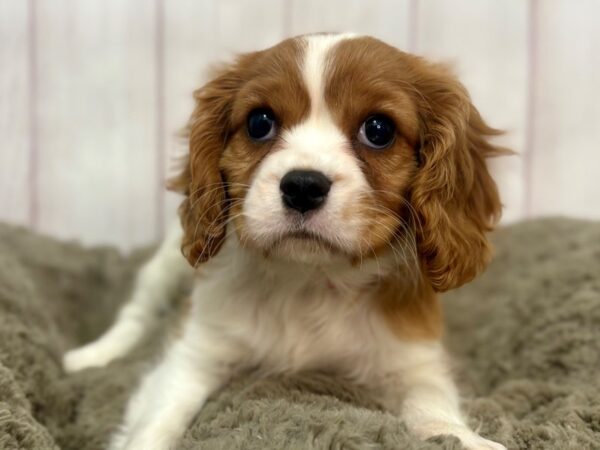 [#29338] Blenheim Female Cavalier King Charles Spaniel Puppies For Sale