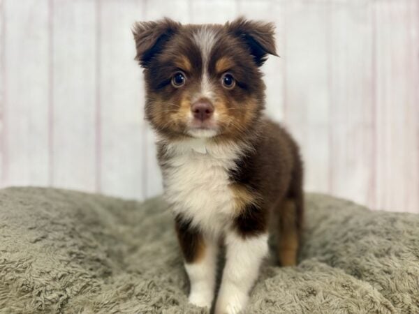 [#29337] Red and Tan Male Toy Australian Shepherd Puppies For Sale