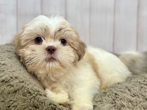 [#29336] Liver and White Female Bichon Frise/Shih Tzu Puppies For Sale