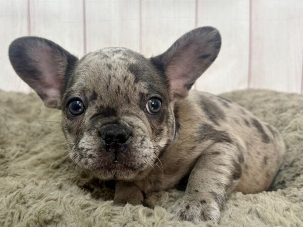 [#29335] Blue Merle Male French Bulldog Puppies For Sale