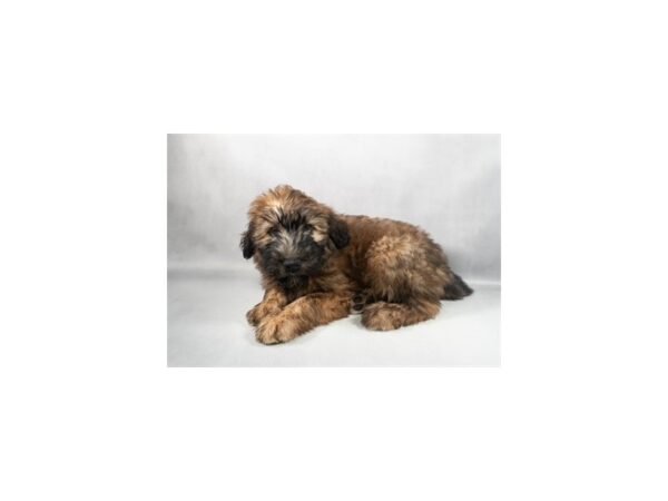 [#29359] Wheaten Female Soft Coated Wheaten Terrier Puppies For Sale