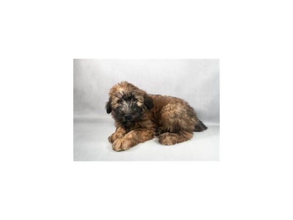 [#29359] Wheaten Female Soft Coated Wheaten Terrier Puppies For Sale