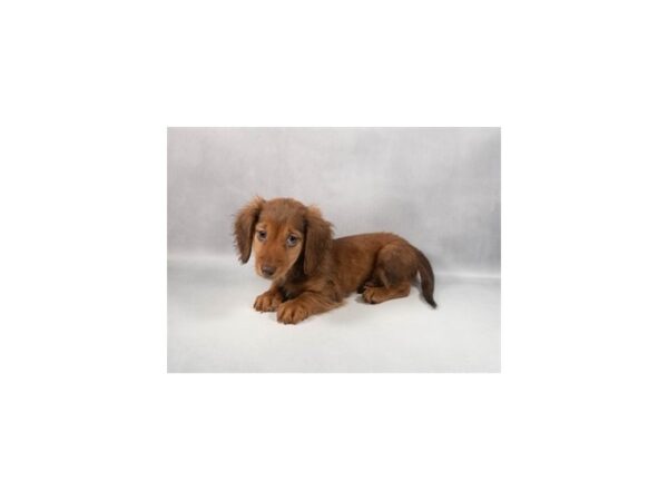 [#29360] Chocolate Male Dachshund Puppies For Sale