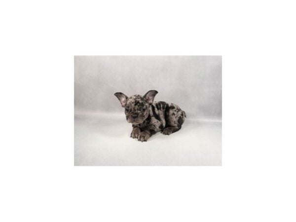 [#29361] Blue Merle Female French Bulldog Puppies For Sale