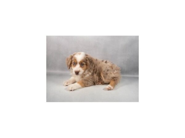 [#29362] Red Merle Female Miniature Australian Shepherd Puppies For Sale